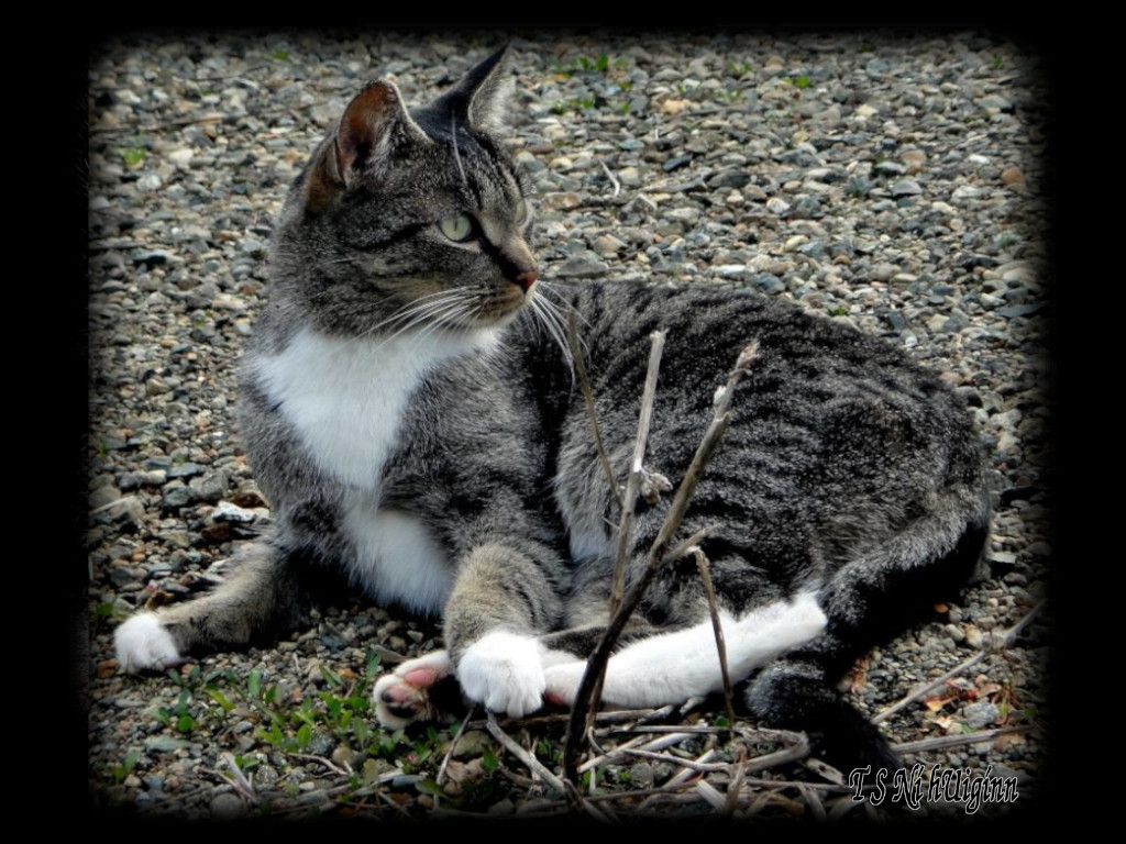 A photograph of a stray tabby taken cat by Salish photographer TS Ni hUiggin