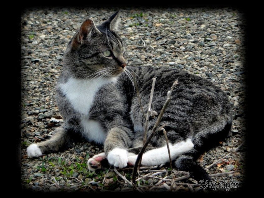 A photograph of a stray tabby taken cat by Salish photographer TS Ni hUiginn