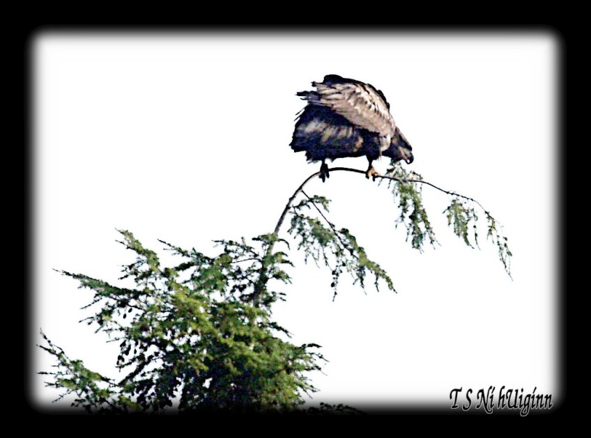 A photograph of a young Bald Eagle (Haliaeetus leucocephalus) perching on a cedar tree taken by TS Ni hUiginn with her Olympus Evolt E-300.