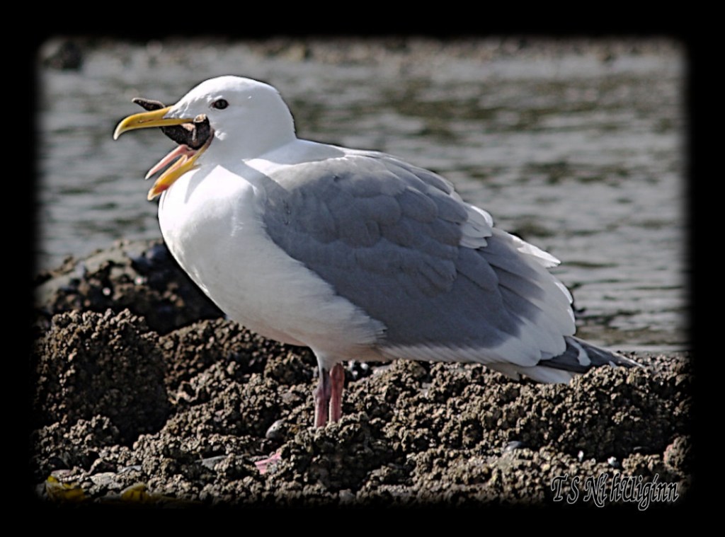 Seagull swallowing a Starfish taken with Olympus Evolt E-300 by Coastal Salish Photographer TS Ni hUiginn