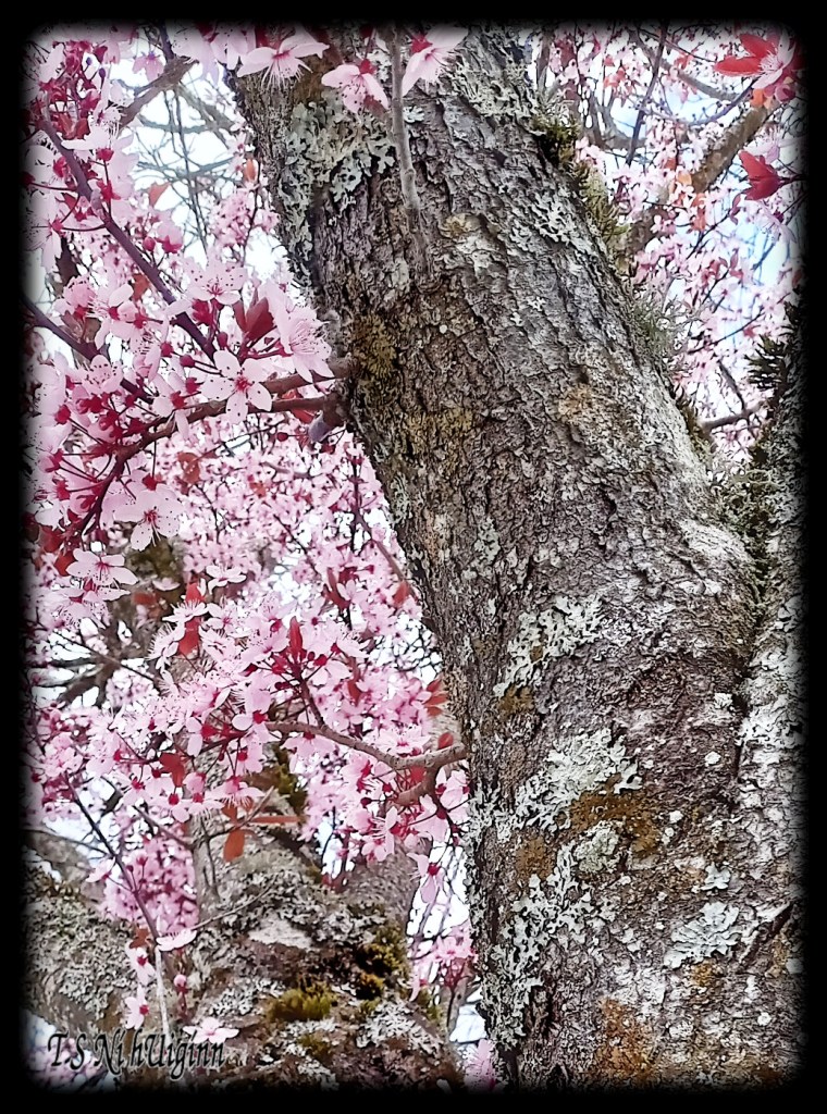 Pink Blossoms on a mossy tree taken by Salish photographer TS Ni hUiginn