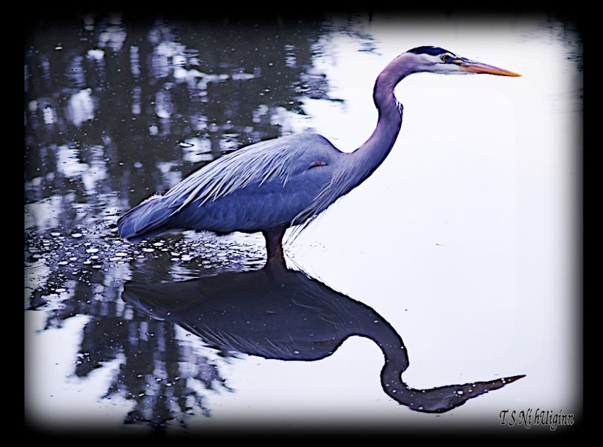 Great Blue Heron taken with Olympus Evolt E-300 by Coastal Salish Photographer TS Ni hUiginn