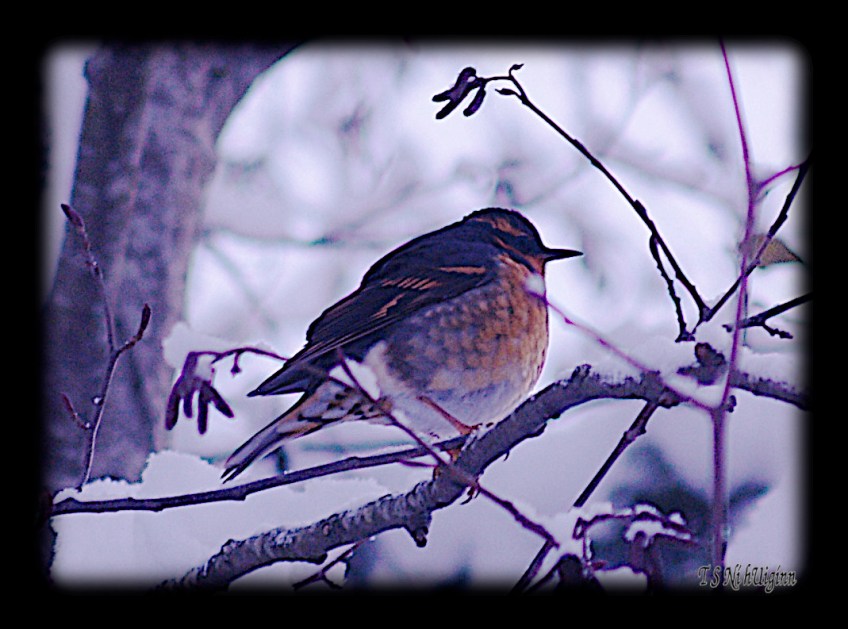 A Varied Trush perched in alder tree taken by TS Ni hUiginn