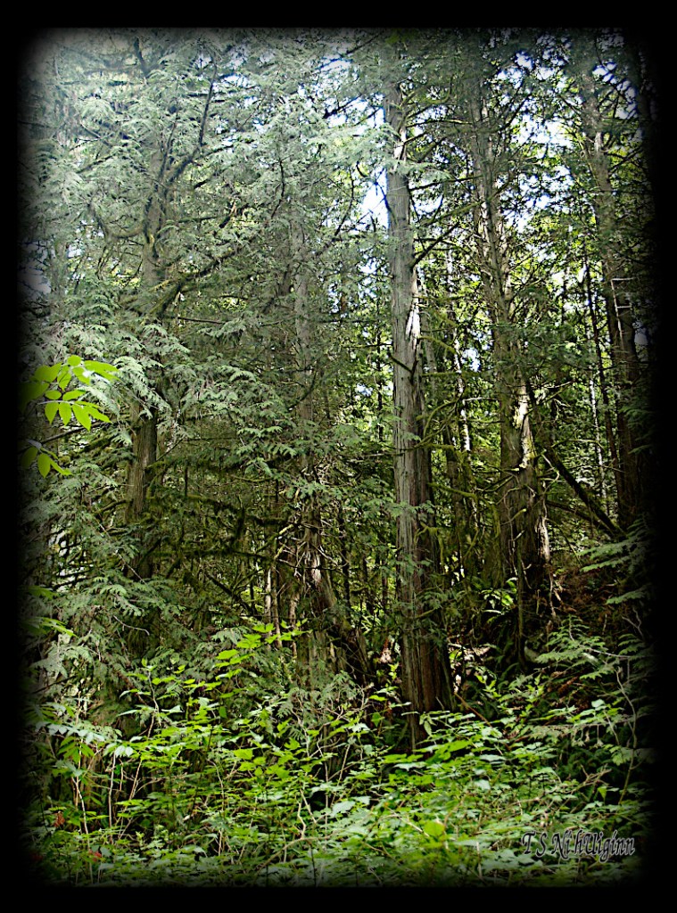 In the Forest taken with Olympus Evolt E-300 by Coastal Salish Photographer TS Ni hUiginn