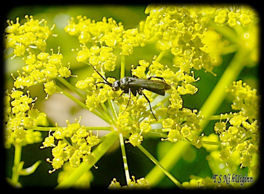 Black Bug on a Yellow Flower taken with Olympus Evolt E-300 by Coastal Salish Photographer TS Ni hUiginn