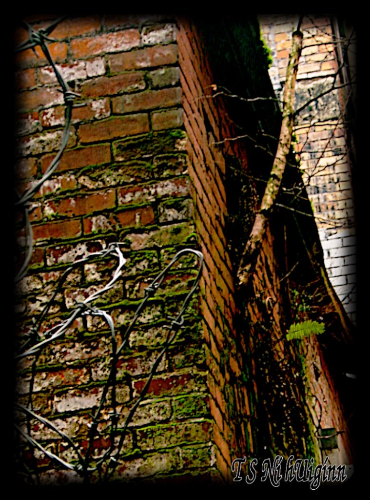 A tree and fern growing out of a a building in the DTES taken by Salish photographer TS Ni hUiginn