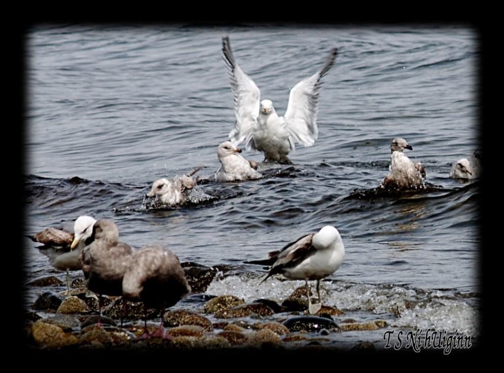 Seagulls bathing in the Salish Sea taken with Olympus Evolt E-300 by Coastal Salish Photographer TS Ni hUiginn
