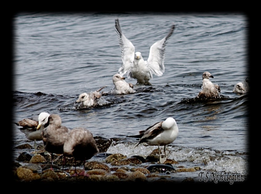 Seagulls bathing in the Salish Sea taken with Olympus Evolt E-300 by Coastal Salish Photographer TS Ni hUiginn