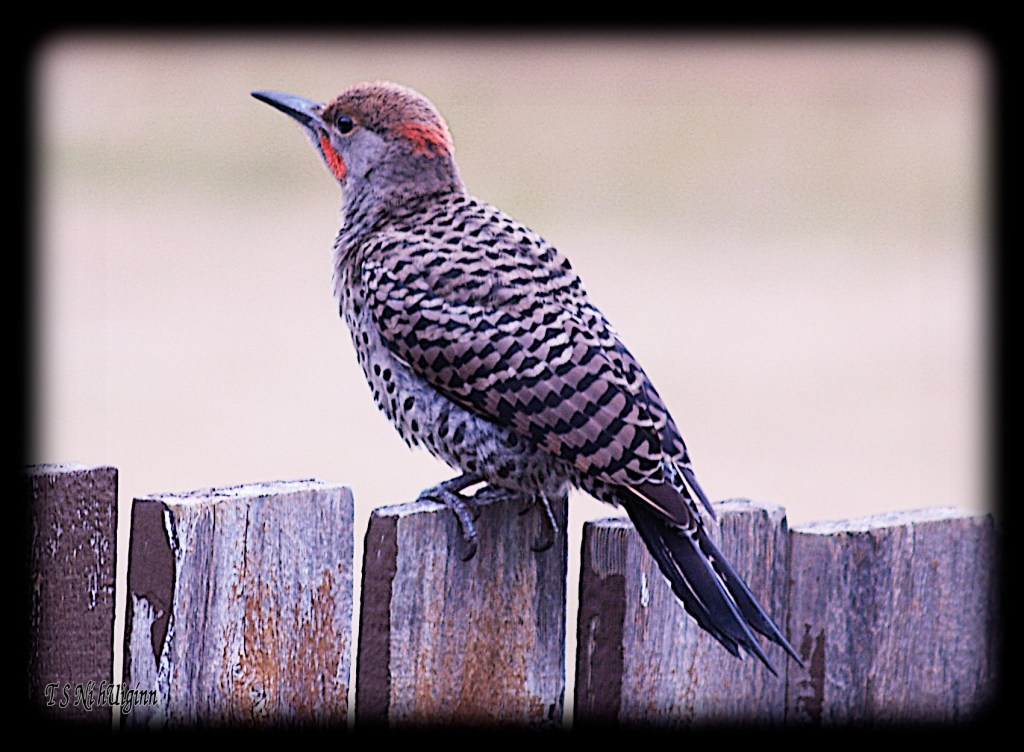 Flicker on a Fence by Salish photographer TS Ni hUiginn