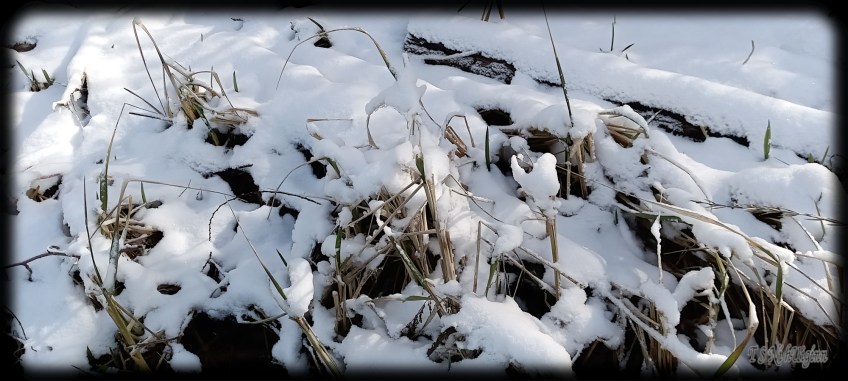 Snow by the Sea Shore taken by Coastal Salish Photographer TS Ni hUiginn