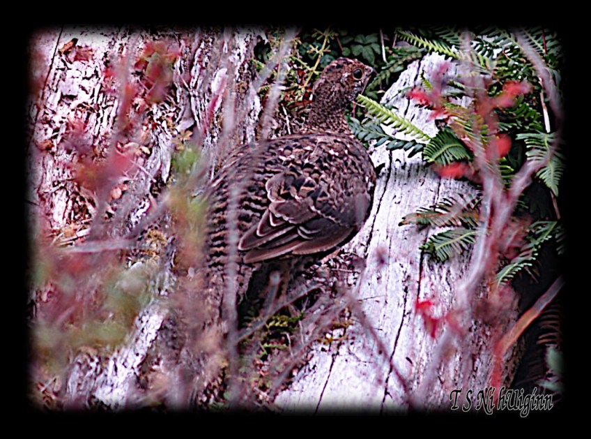 Grouse taken with Olympus Evolt E-300 by Coastal Salish Photographer TS Ni hUiginn