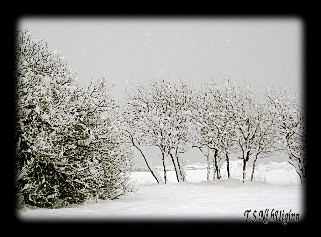 A snow covered trees taken by Salish photographer TS Ni hUiginn.