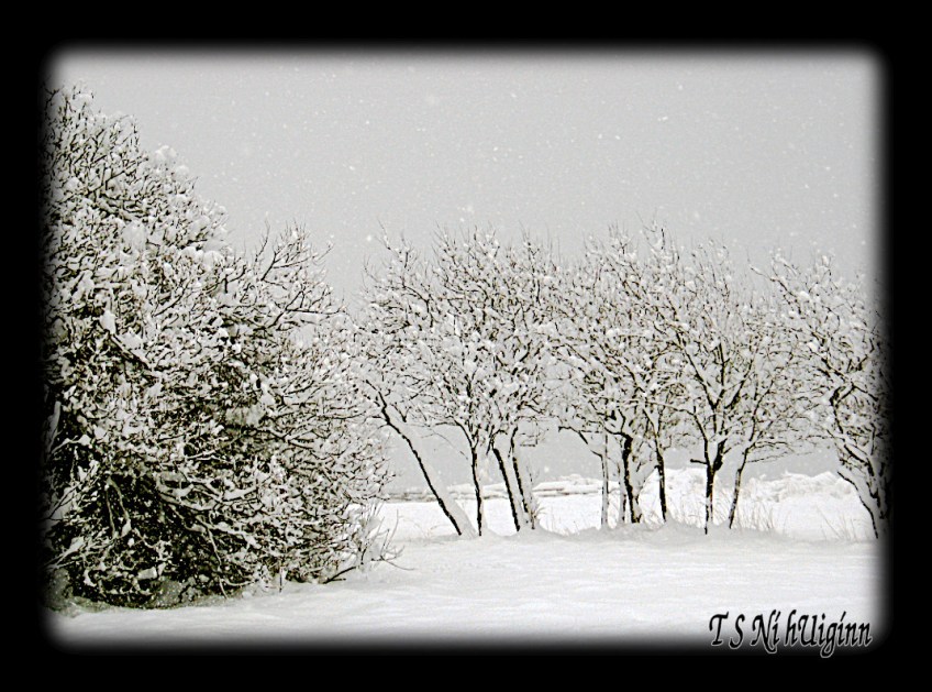 A snow covered trees taken by Salish photographer TS Ni hUiginn.