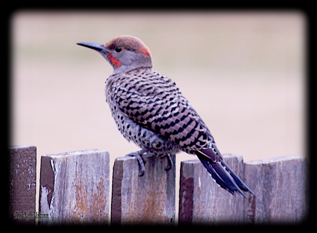 Flicker on a Fence by Salish photographer TS Ni hUiginn