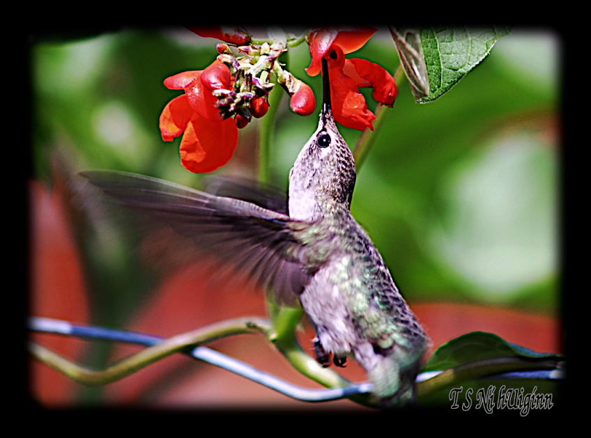 A female Anna's Hummingbird feeding on nectar, taken with Olympus Evolt E-300 by Coastal Salish Photographer TS Ni hUiginn