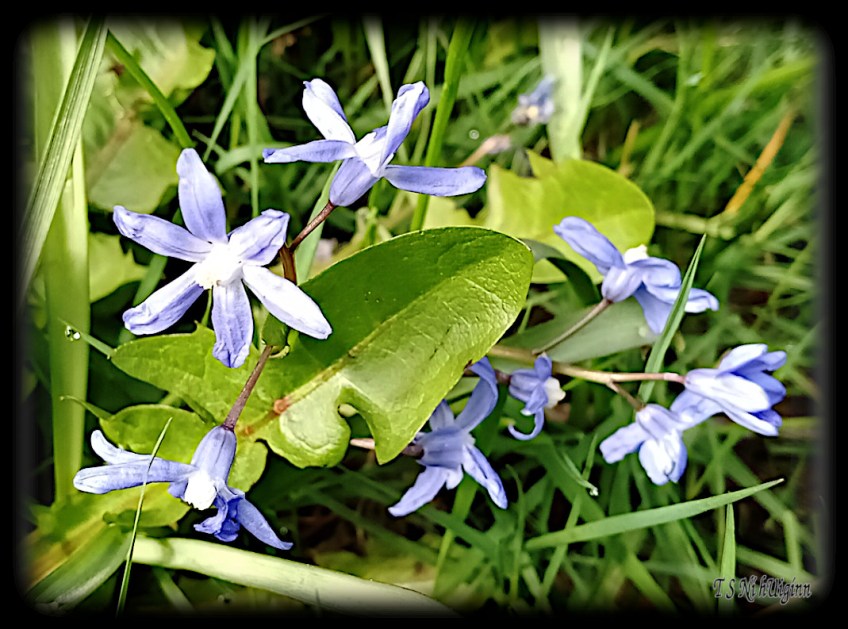 Blue Blossoms taken by Salish photographer TS Ni hUiginn