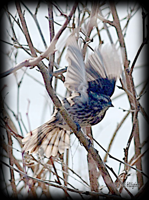 Bird taking flight taken with Olympus Evolt E-300 by Coastal Salish Photographer TS Ni hUiginn