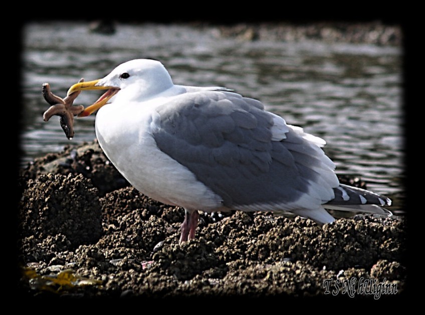Seagull with a Starfish taken with Olympus Evolt E-300 by Coastal Salish Photographer TS Ni hUiginn