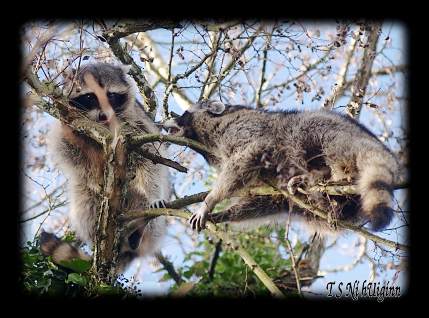 Raccoons fighting in a Tree taken with Olympus Evolt E-300 by Coastal Salish Photographer TS Ni hUiginn