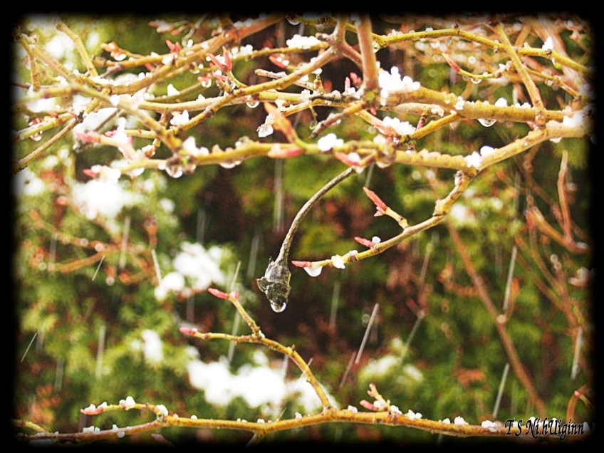 Fresh falling hail taken by Salish photographer TS Ni hUiginn!