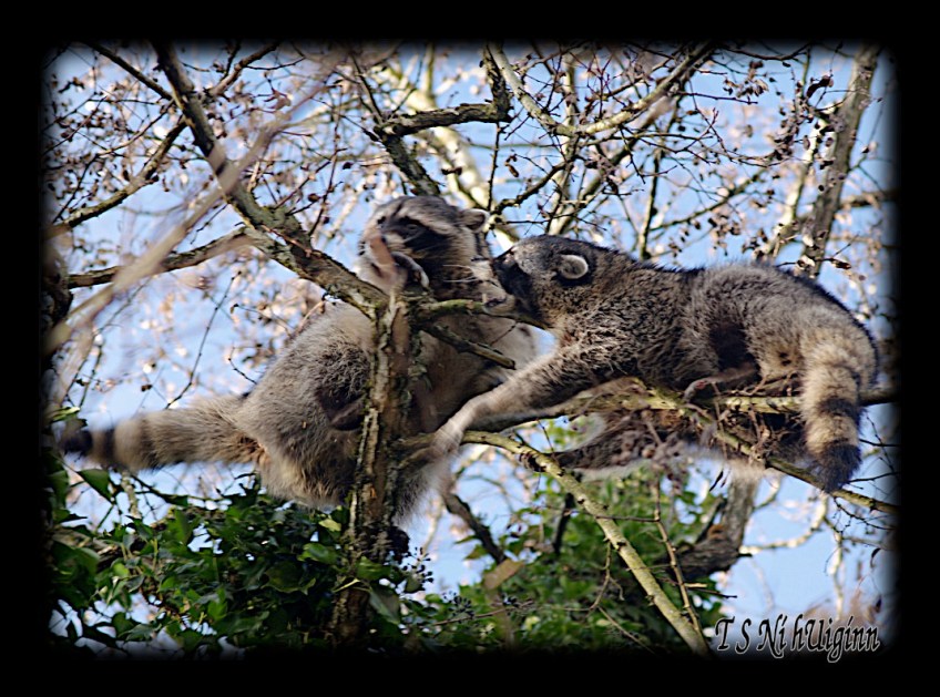 Raccoons fighting in a Tree taken with Olympus Evolt E-300 by Coastal Salish Photographer TS Ni hUiginn