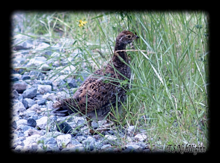 Grouse taken with Olympus Evolt E-300 by Coastal Salish Photographer TS Ni hUiginn