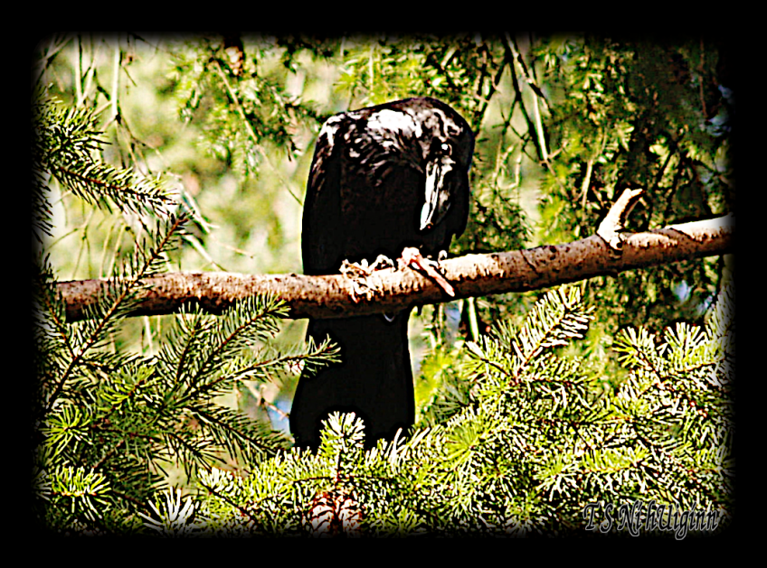Raven Perched on Fir Tree pecking at a chicken bone.