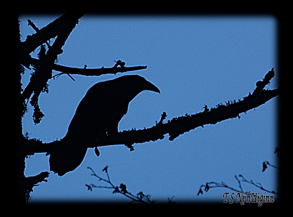 Raven Perched on Branch