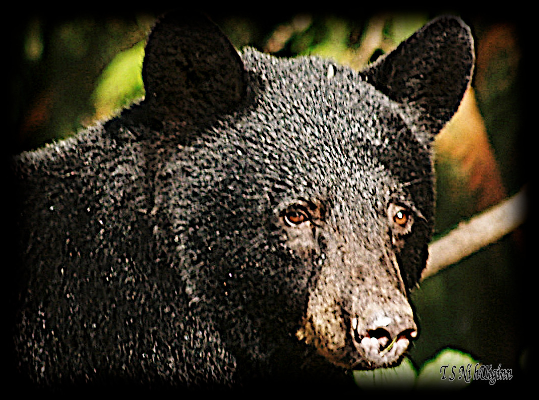 Black Bear taken with Olympus Evolt E-300 by Coastal Salish Photographer TS Ni hUiginn.