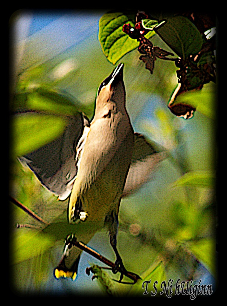 Cedar Waxwing (Bombycilla cedrorum) reaching for a berry.