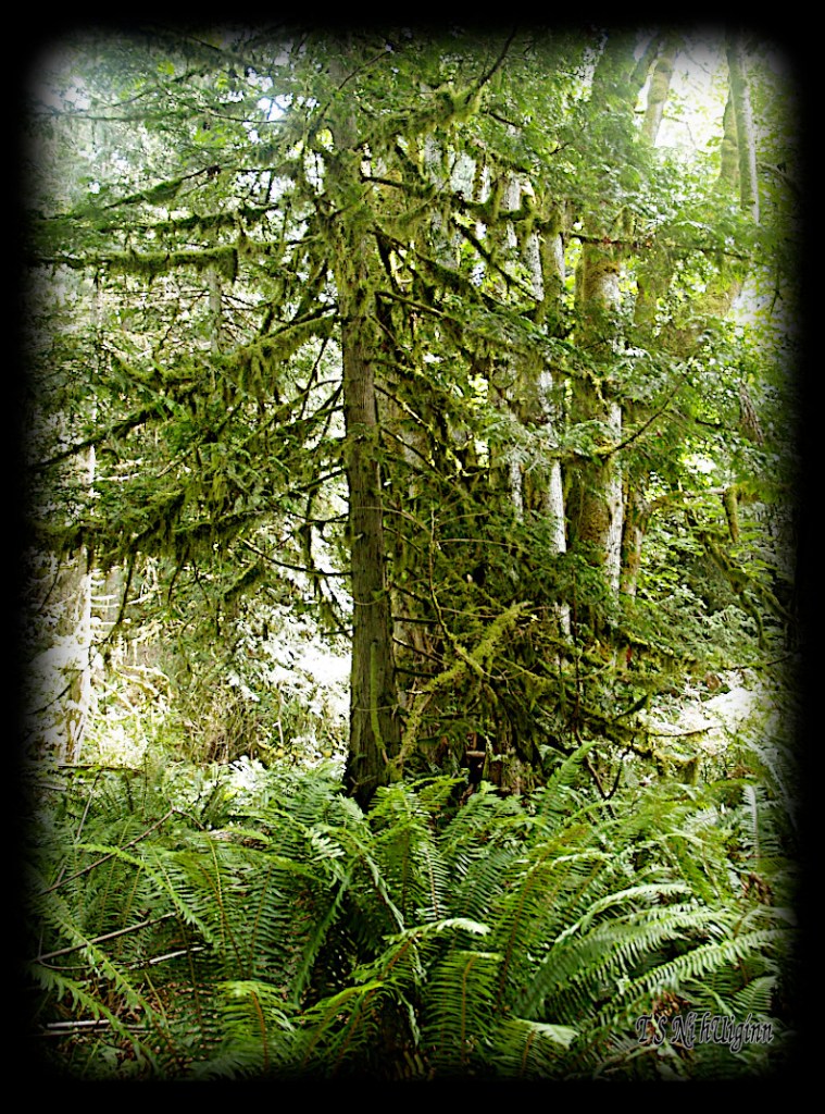 In the Forest taken with Olympus Evolt E-300 by Coastal Salish Photographer TS Ni hUiginn.