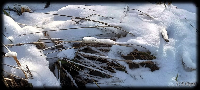 Snow by the Sea Shore taken by Coastal Salish Photographer TS Ni hUiginn