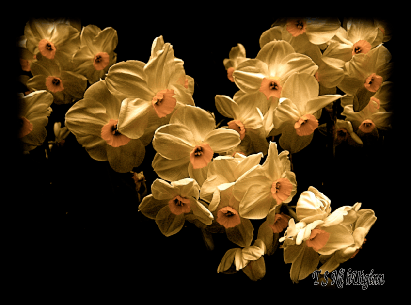 A photograph taken by TS Ni hUiggin of spring daffodils.