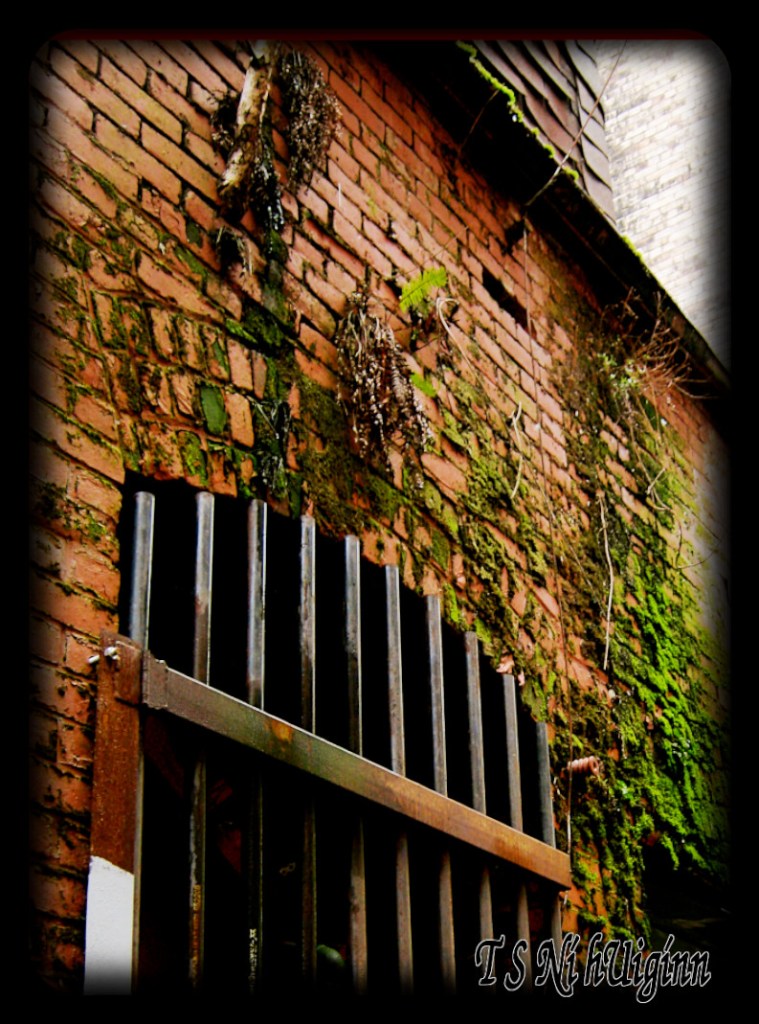 A tree and fern growing out of a a building in the DTES taken by Salish photographer TS Ni hUiginn