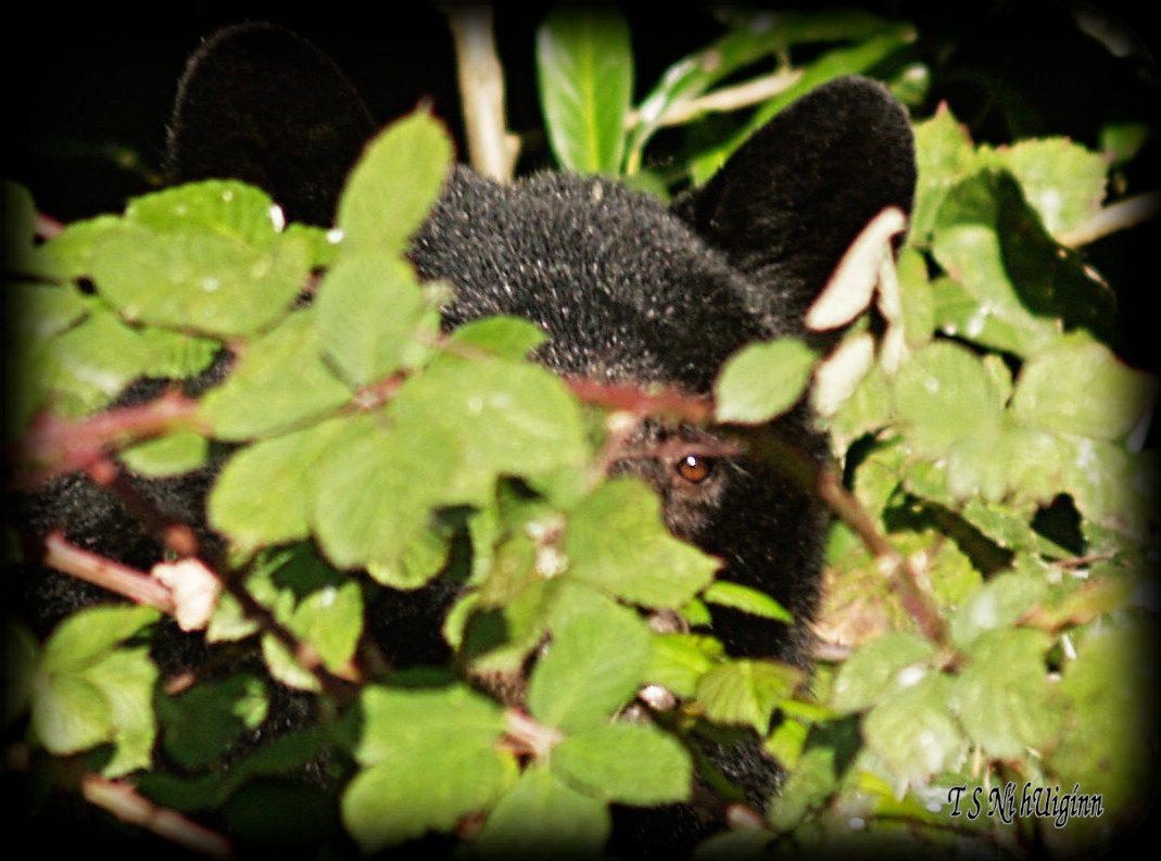 Black Bear in the Blackberries taken with Olympus Evolt E-300 by Coastal Salish Photographer TS Ni hUiginn.