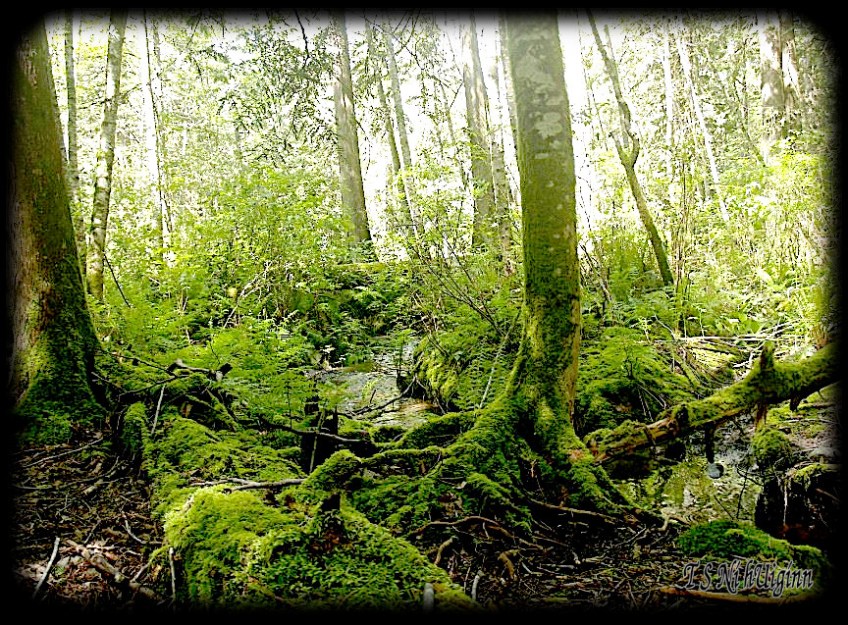 Deep in the Forest taken with Olympus Evolt E-300 by Coastal Salish Photographer TS Ni hUiginn