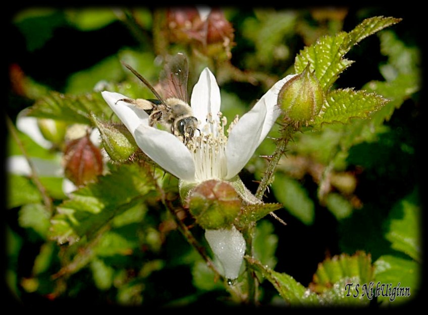 A honey Bee on a black berry flower taken with Olympus Evolt E-300 by Coastal Salish Photographer TS Ni hUiginn