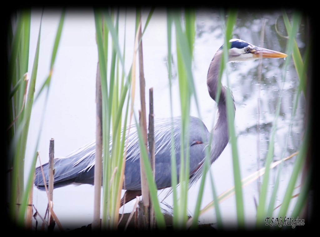 Great Blue Heron taken with Olympus Evolt E-300 by Coastal Salish Photographer TS Ni hUiginn