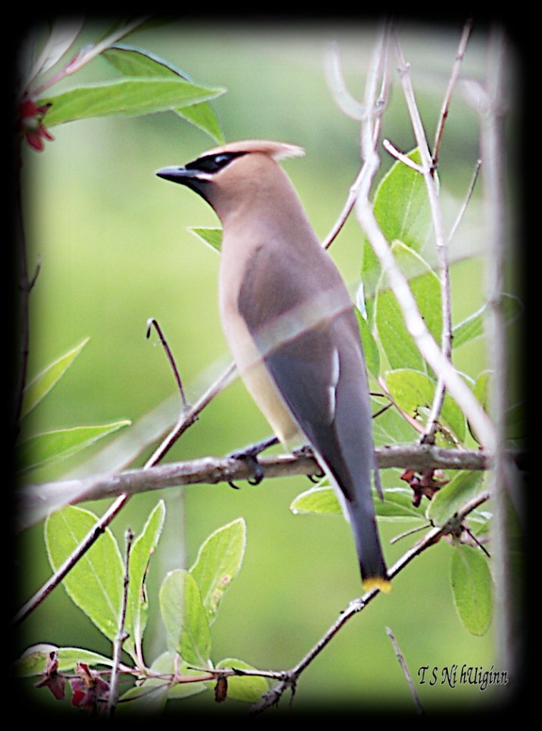 Waxwing taken with Olympus Evolt E-300 by Coastal Salish Photographer TS Ni hUiginn.