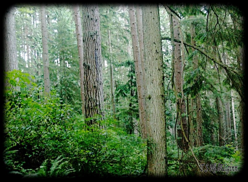 Deep in the Forest taken with Olympus Evolt E-300 by Coastal Salish Photographer TS Ni hUiginn