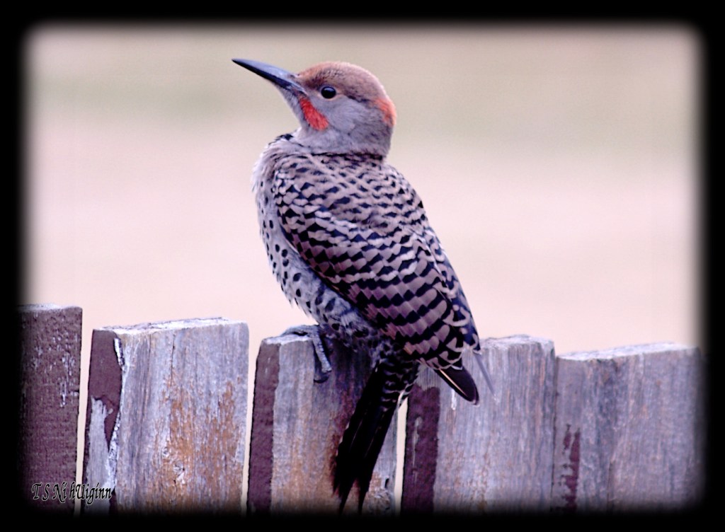 Flicker on a Fence by Salish photographer TS Ni hUiginn