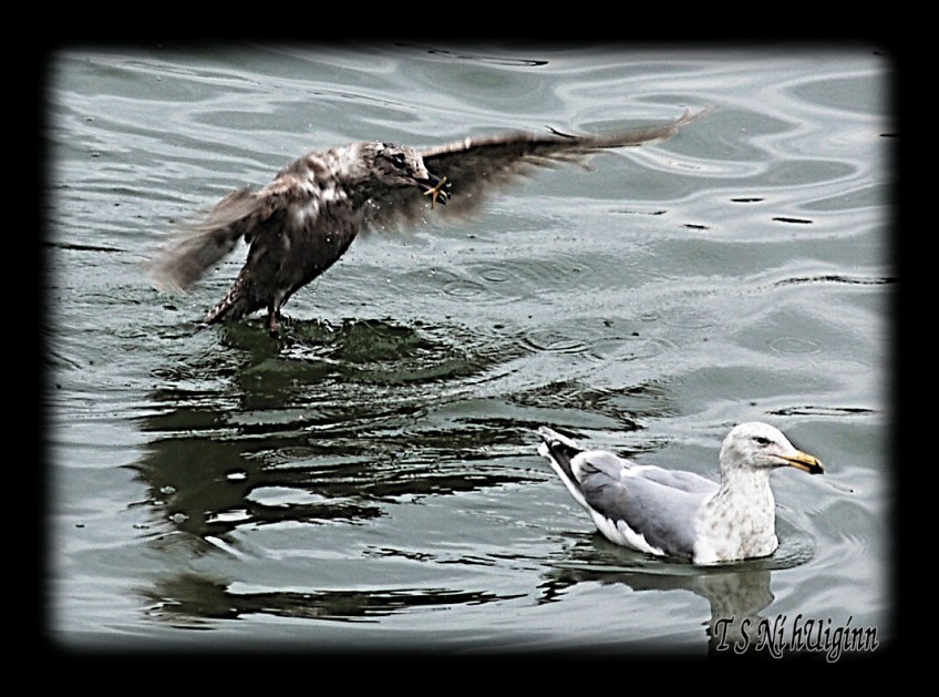 Seagull with a Starfish taken with Olympus Evolt E-300 by Coastal Salish Photographer TS Ni hUiginn
