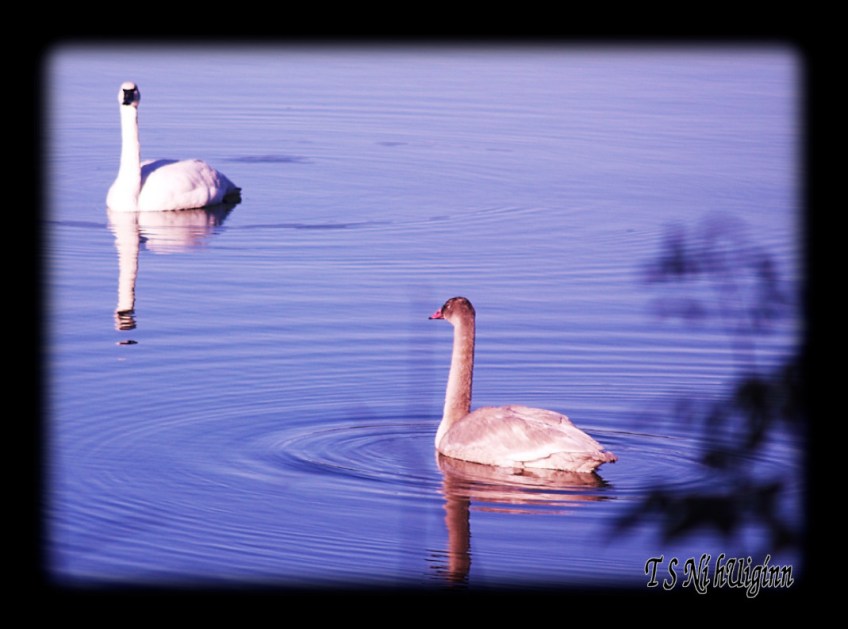 Photograph of an Adult and Adolescent Wild Swans taken by T S Ni hUiginn on the Salish Sea.
