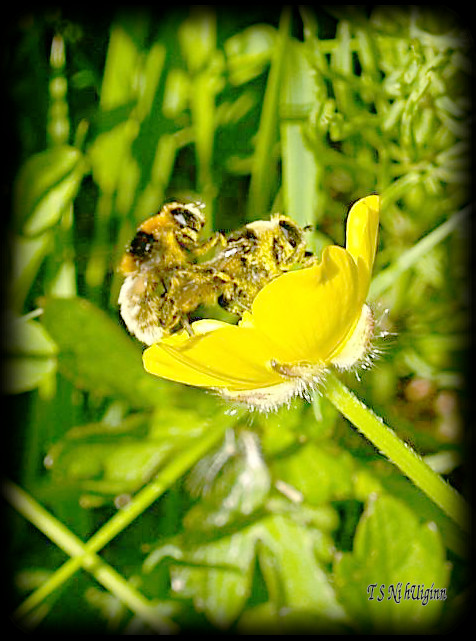 A Bees on a flower taken with Olympus Evolt E-300 by Coastal Salish Photographer TS Ni hUiginn
