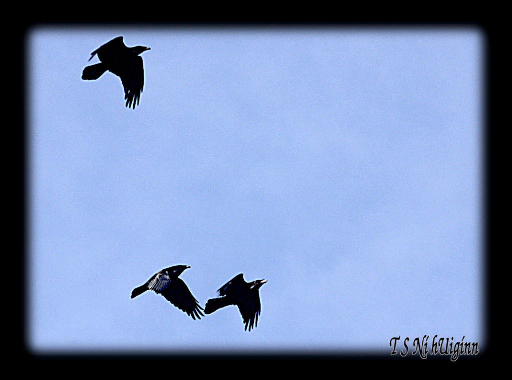 Three Ravens in Flight