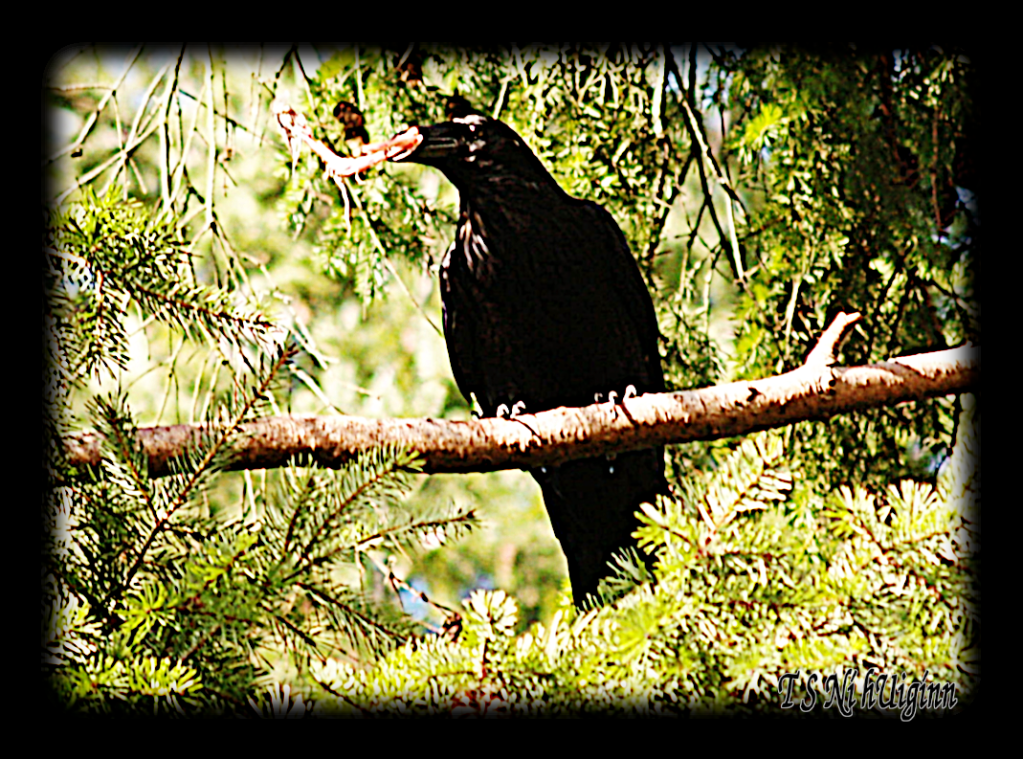 Raven Perched on Fir Tree pecking at a chicken bone.