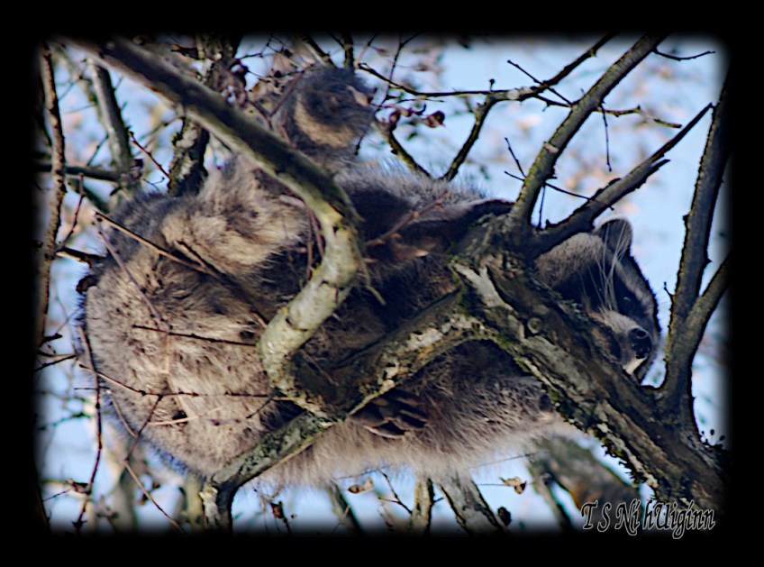 Raccoon in Tree taken with Olympus Evolt E-300 by Coastal Salish Photographer TS Ni hUiginn