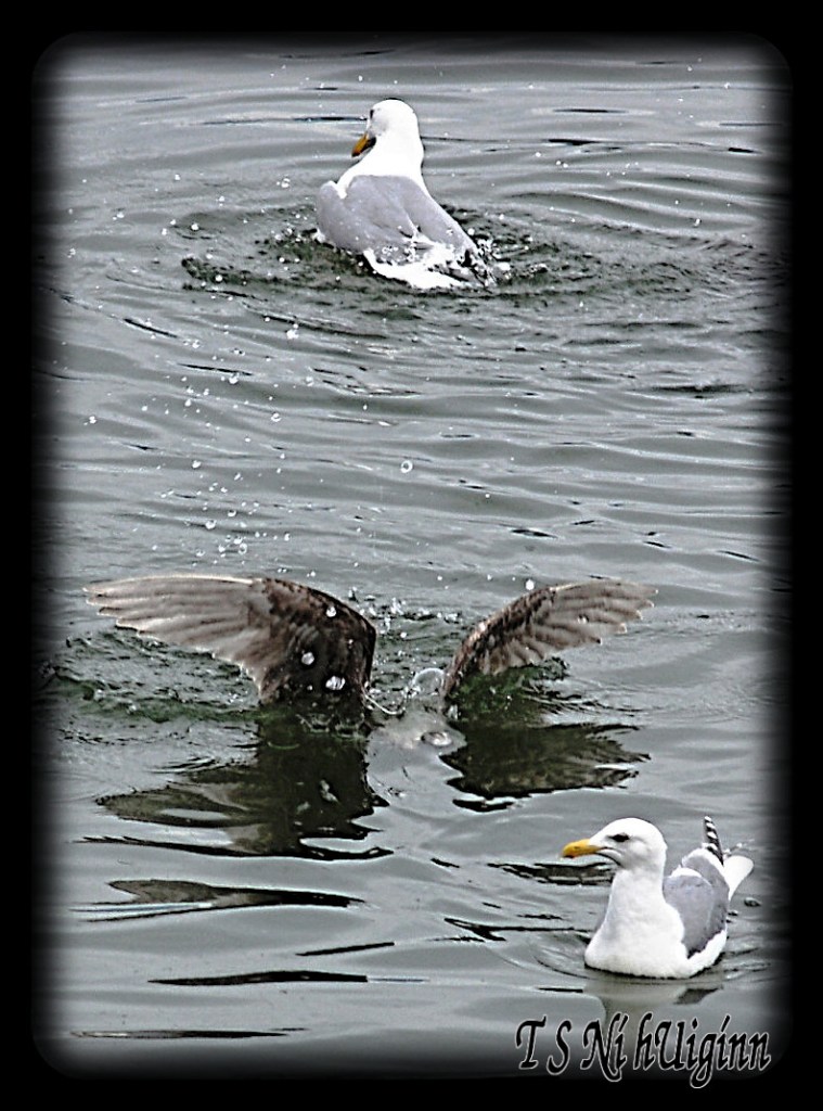 Seagulls diving for starfish in the Salish Sea taken with Olympus Evolt E-300 by Coastal Salish Photographer TS Ni hUiginn