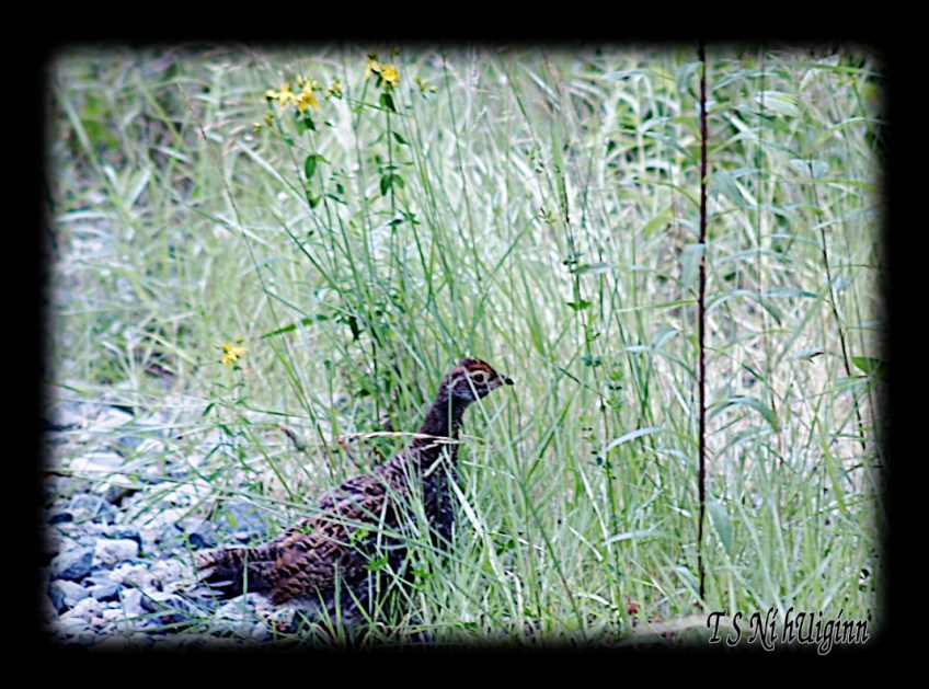 Grouse taken with Olympus Evolt E-300 by Coastal Salish Photographer TS Ni hUiginn