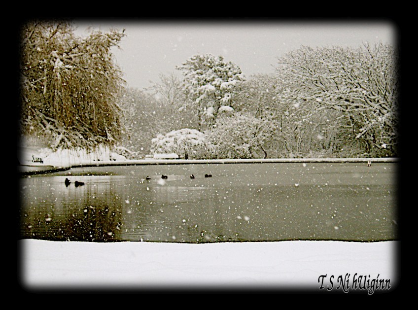 A snowy day duck pond taken by Salish photographer TS Ni hUiginn.